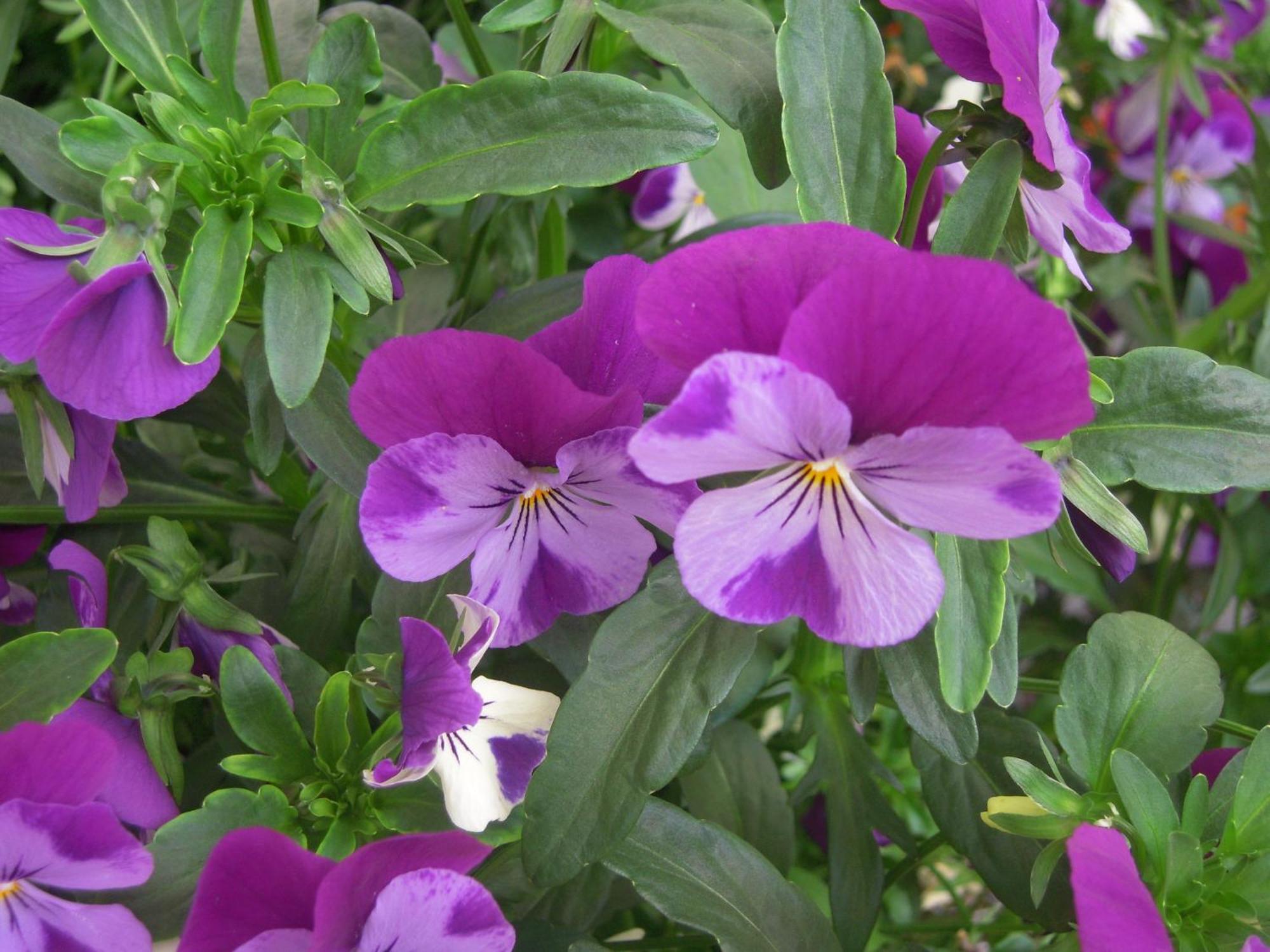 קאונרטל Appart Kalsberger מראה חיצוני תמונה